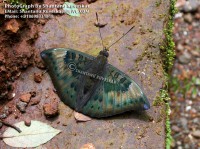 /album/moths/moth-2-photograph-by-shantanu-kuveskar-jpg/